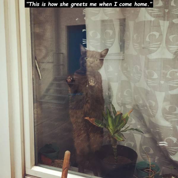 Funny Animals (65 pics)