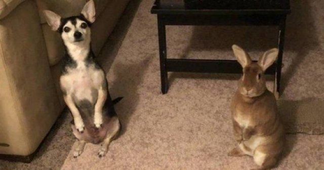 Funny Animals (65 pics)