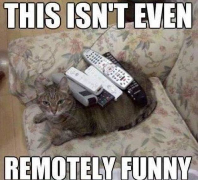 Memes About Pets (29 pics)