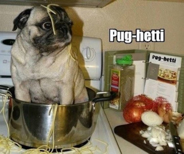 Memes About Pets (29 pics)