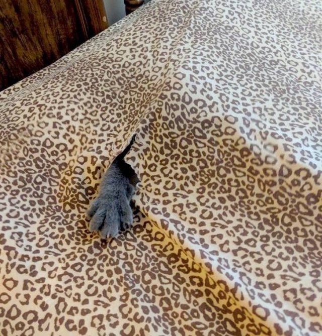 Funny But Cheeky Cats (23 pics)