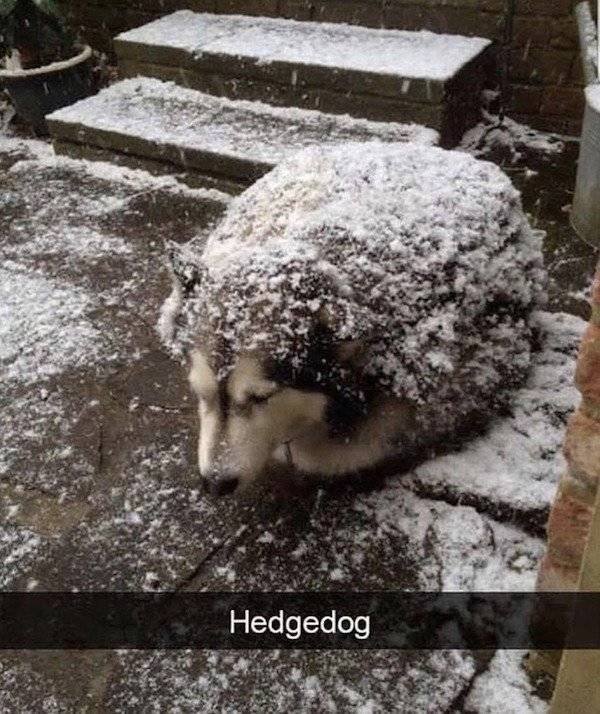 Memes About Pets (29 pics)