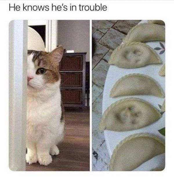 Memes About Pets (29 pics)
