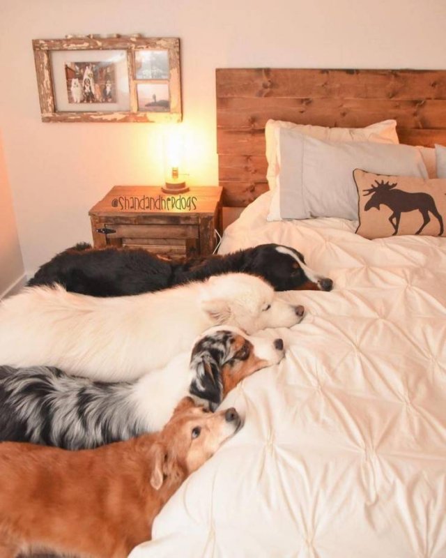 Funny Animals (65 pics)