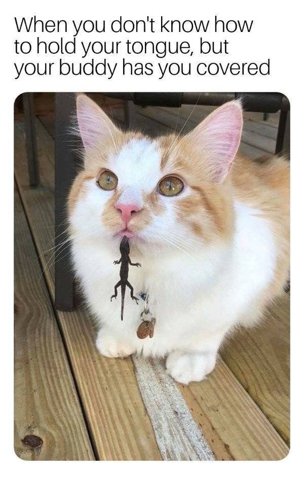 Memes About Pets (29 pics)