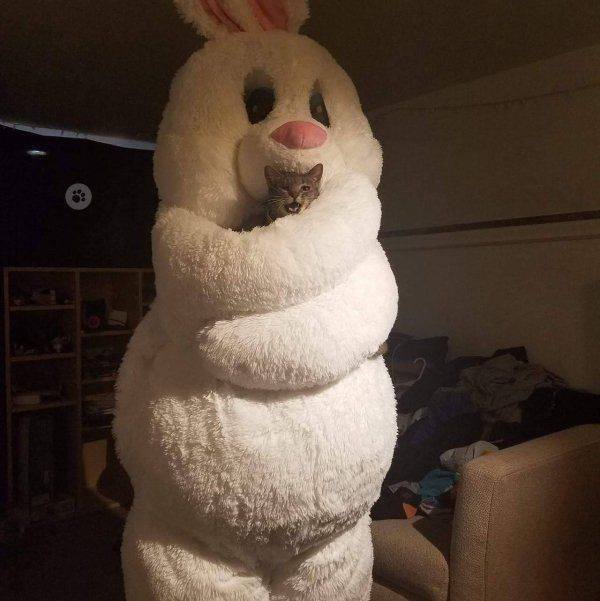 Funny Animals (65 pics)