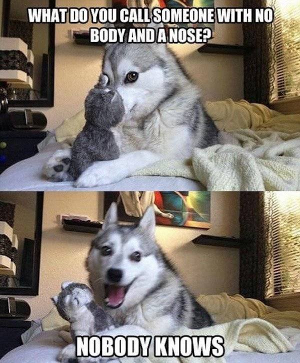 Memes About Pets (29 pics)