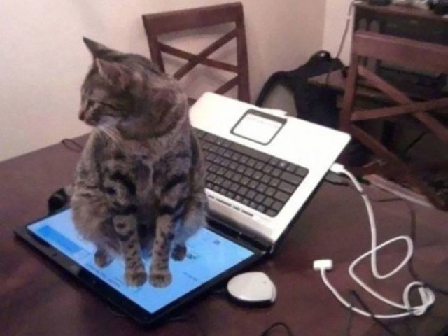 Funny But Cheeky Cats (23 pics)