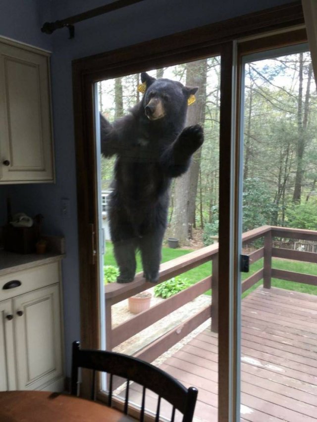 Funny Animals (65 pics)