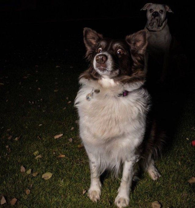 Funny Animals (65 pics)