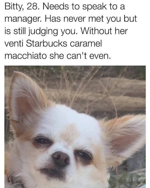 Memes About Pets (29 pics)