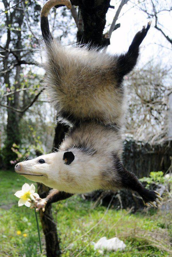 Funny Animals (65 pics)
