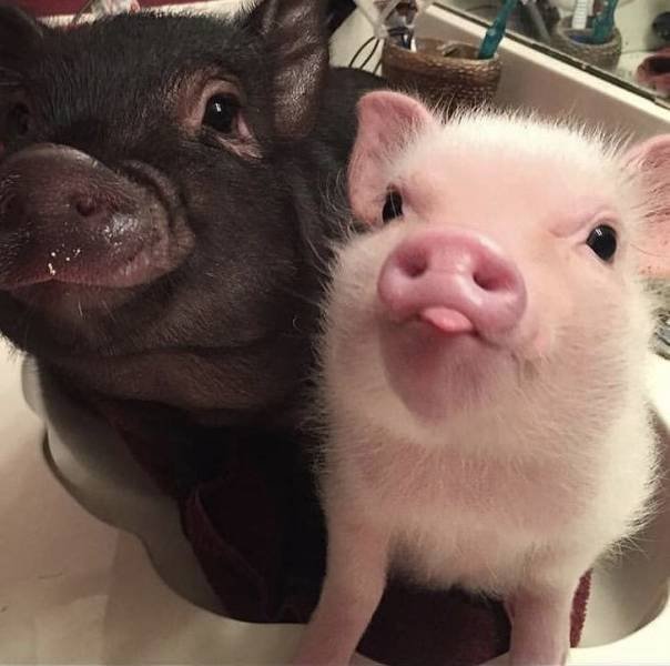 Funny Animals (65 pics)