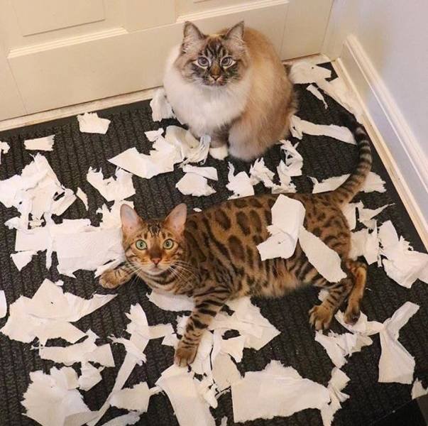 Funny But Cheeky Cats (23 pics)