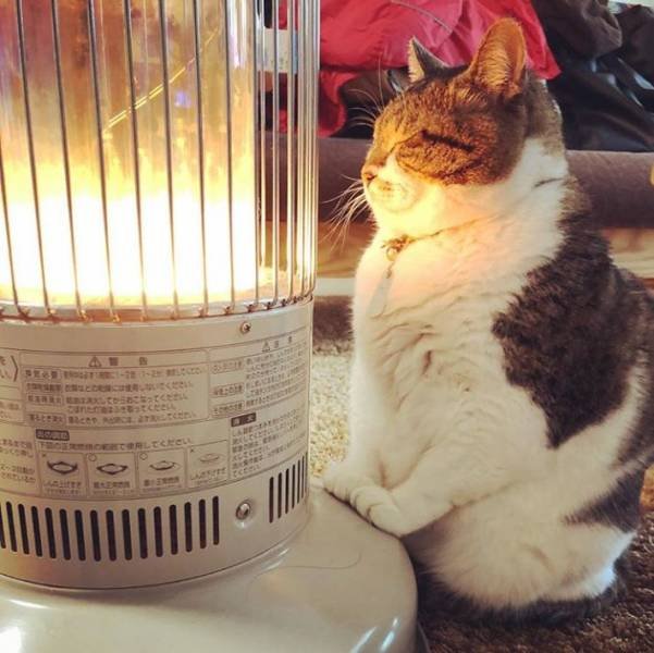 Funny Animals (65 pics)