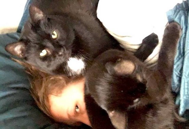 Funny But Cheeky Cats (23 pics)