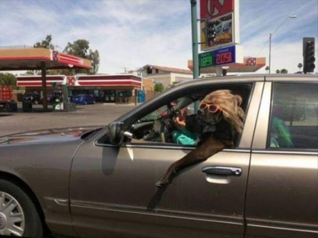 Funny Animals (65 pics)