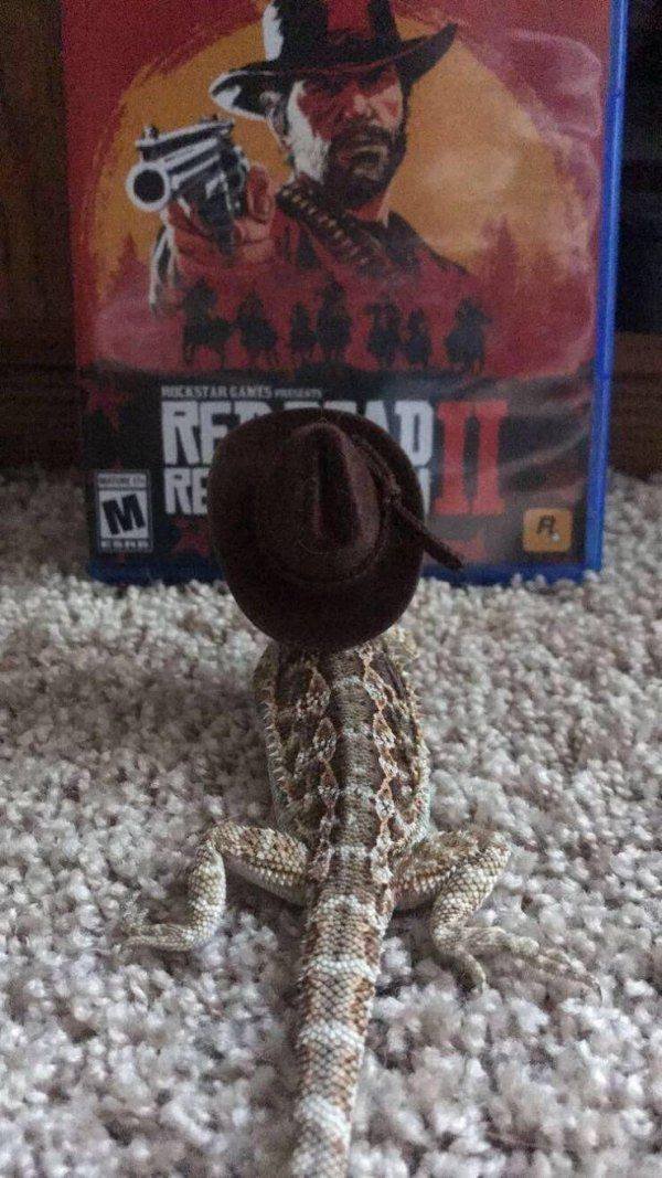 Funny Animals (65 pics)