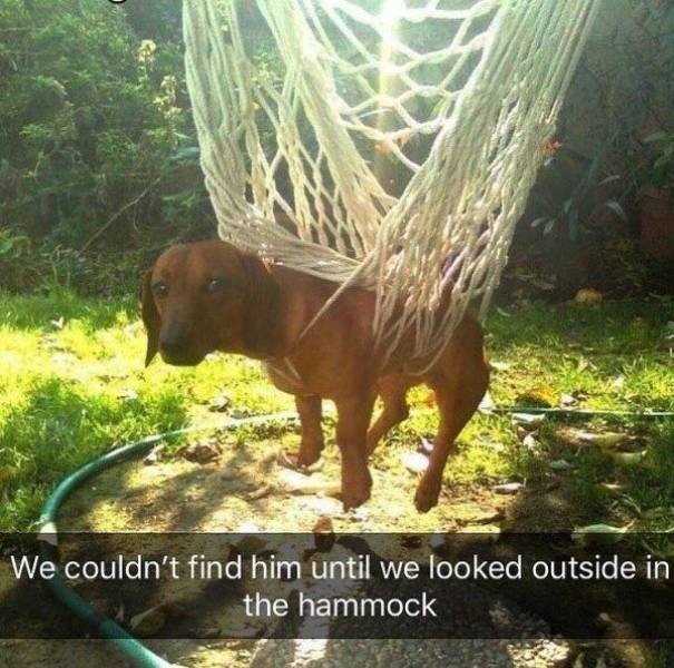 Memes About Pets (29 pics)