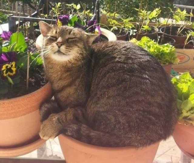 Funny Animals (65 pics)