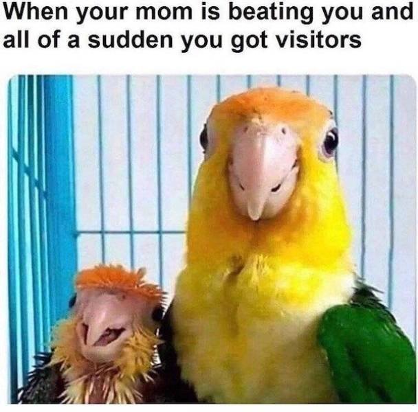 Memes About Pets (29 pics)