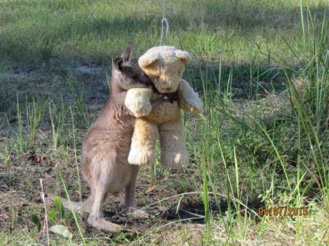 Funny Animals (65 pics)