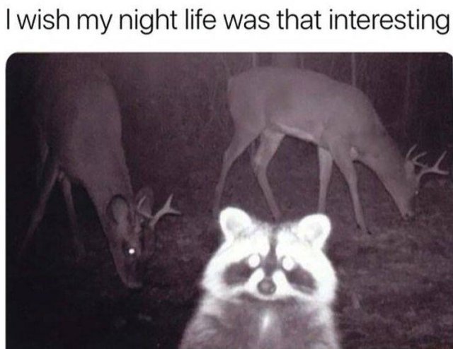Funny Animals (65 pics)