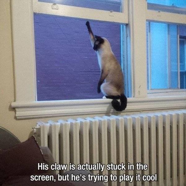 Memes About Pets (29 pics)