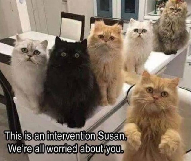 Memes About Pets (29 pics)