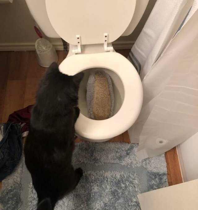 Funny But Cheeky Cats (23 pics)