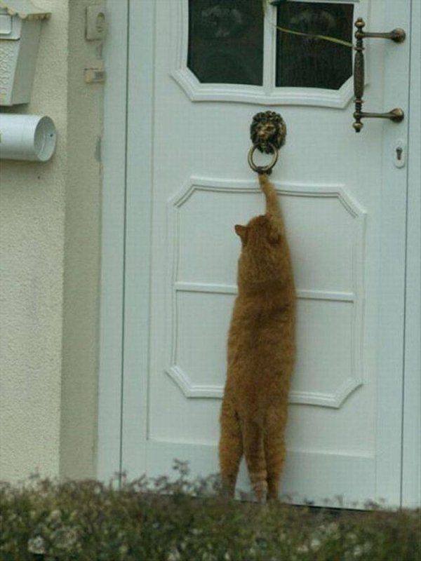 Funny Animals (65 pics)