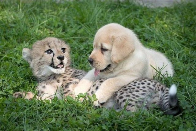 Funny Animals (65 pics)