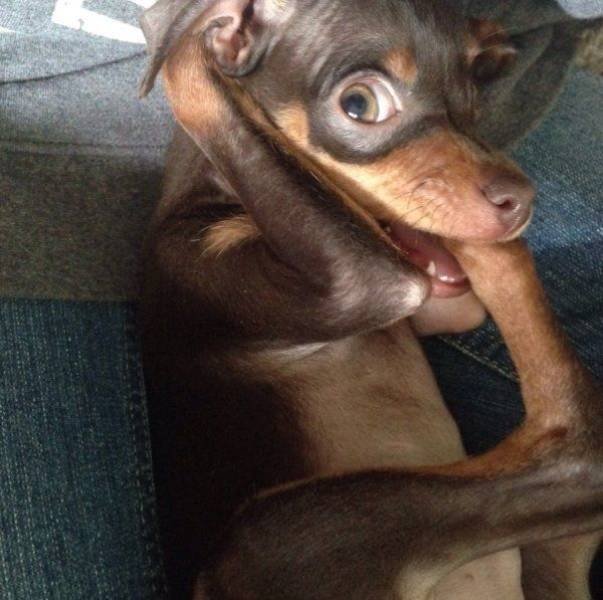 Funny Animals (65 pics)