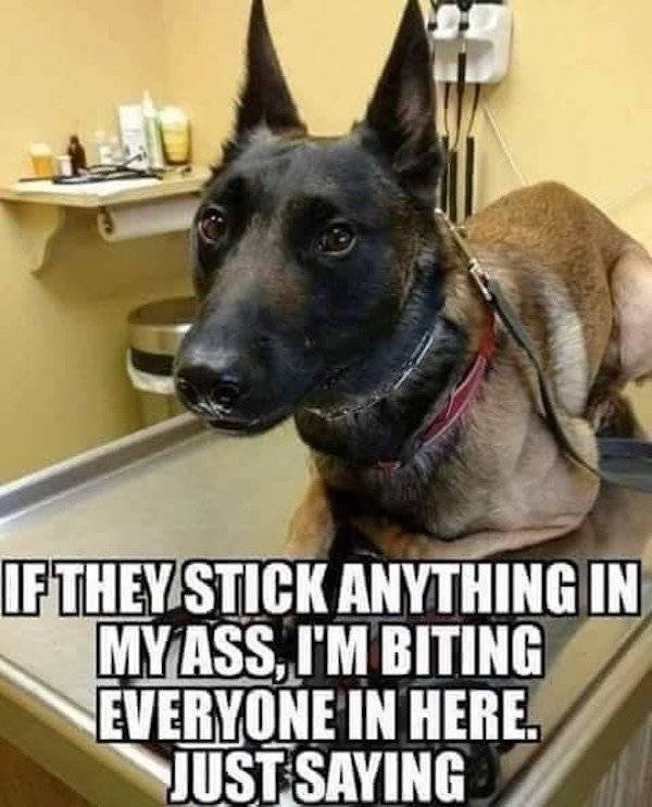 Memes About Pets (29 pics)