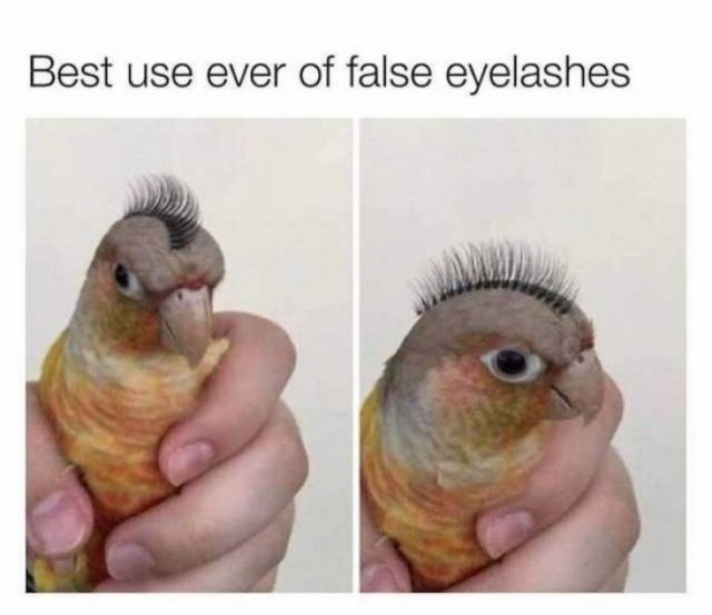 Memes About Pets (29 pics)