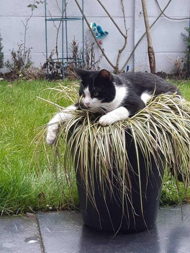 Funny But Cheeky Cats (23 pics)