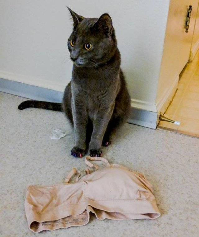 Funny But Cheeky Cats (23 pics)