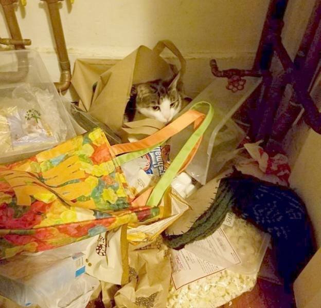 Funny But Cheeky Cats (23 pics)