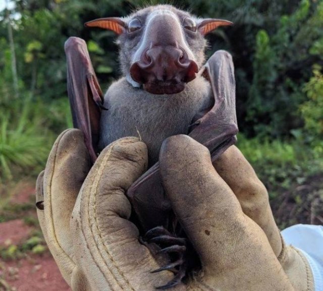 Funny Animals (65 pics)