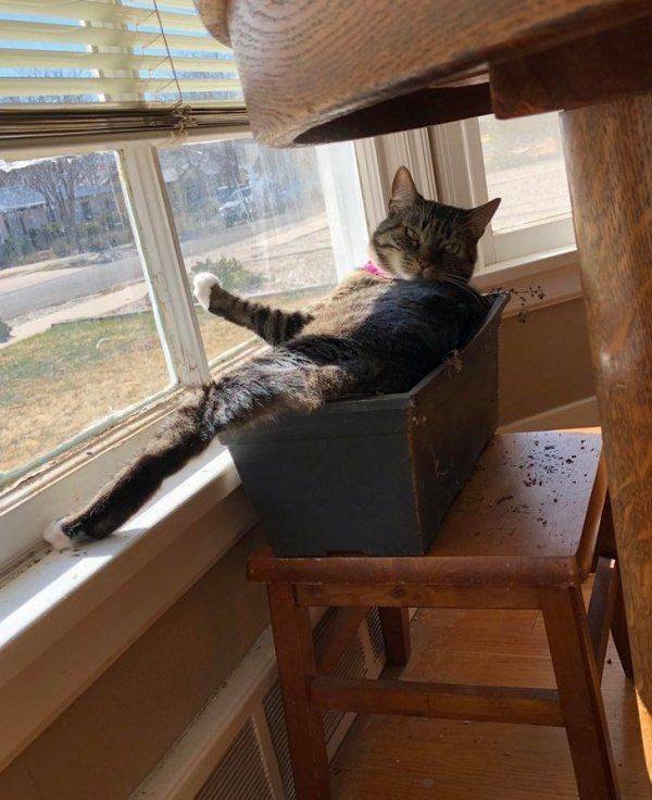 Funny Animals (65 pics)