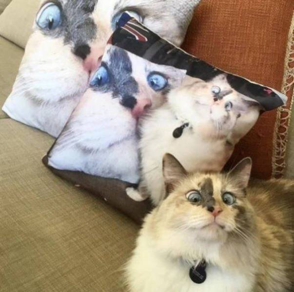 Funny Animals (65 pics)