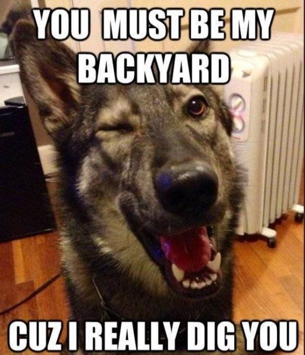Memes About Pets (29 pics)