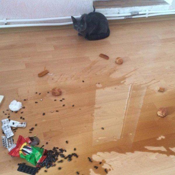Funny Animals (65 pics)