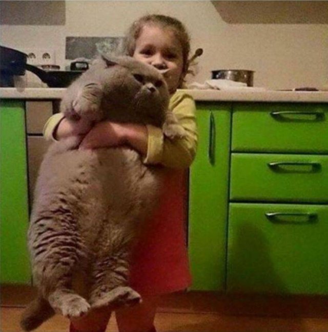 Funny Animals (65 pics)