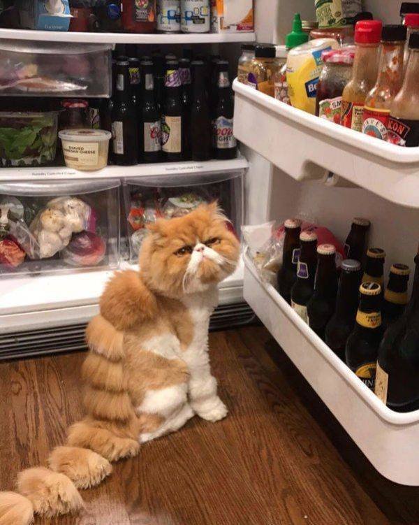 Funny Animals (65 pics)