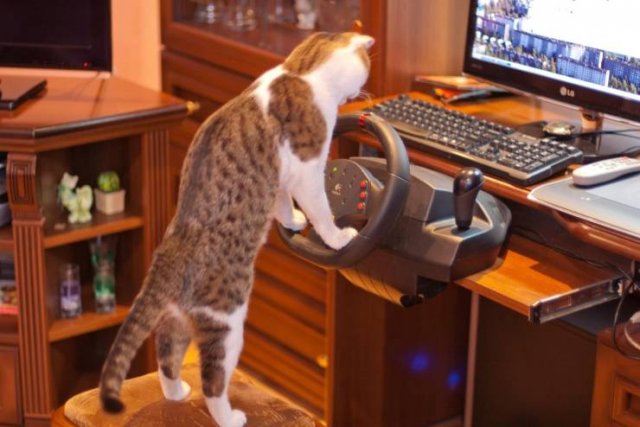 Funny Animals (65 pics)