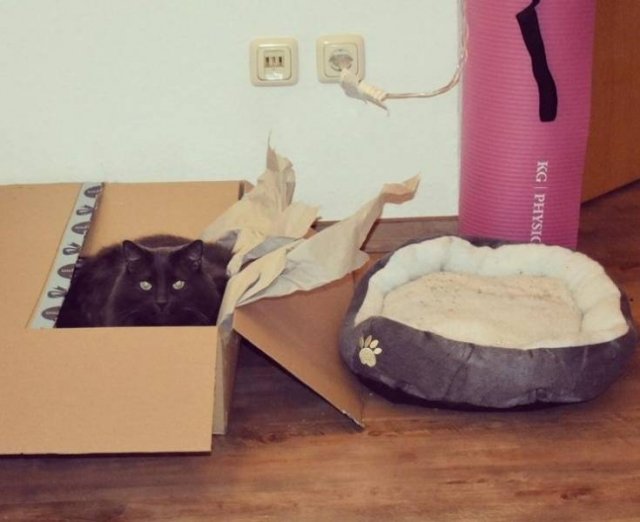 Funny But Cheeky Cats (23 pics)