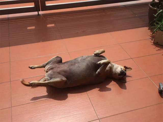 They Love The Sun (30 pics) They Love The Sun (30 pics)