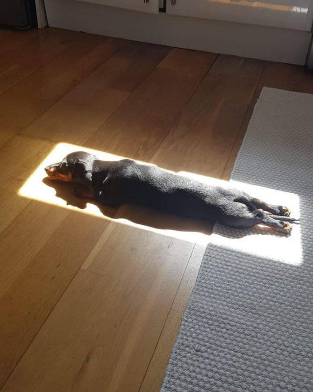 They Love The Sun (30 pics) They Love The Sun (30 pics)
