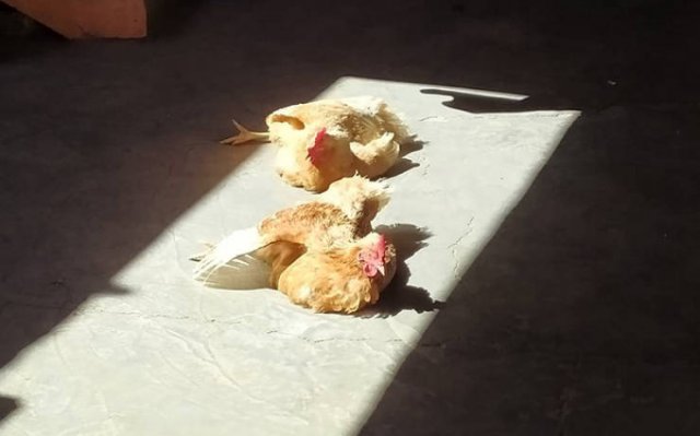 They Love The Sun (30 pics) They Love The Sun (30 pics)